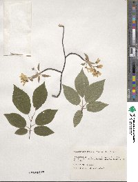 Amelanchier arborea image