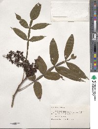 Image of Rhus copallinum
