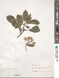 Kalmia latifolia image