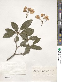 Kalmia latifolia image