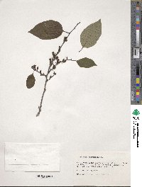 Diospyros virginiana image