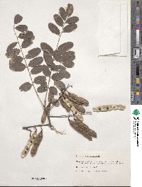 Robinia pseudoacacia image