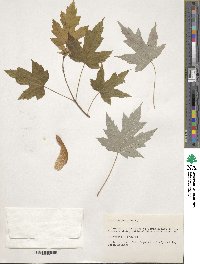 Acer saccharinum image