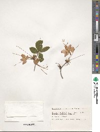 Rhododendron calendulaceum image