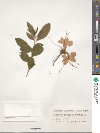 Rhododendron calendulaceum image