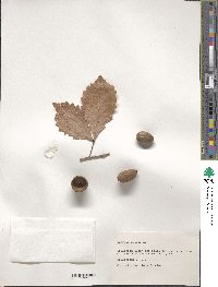 Quercus michauxii image