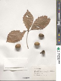 Quercus michauxii image