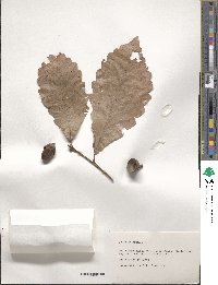 Quercus michauxii image