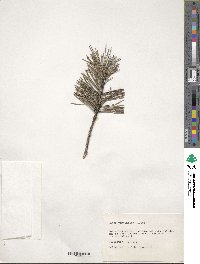 Pinus virginiana image