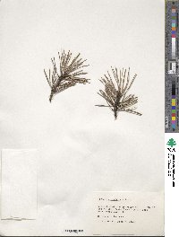 Pinus virginiana image