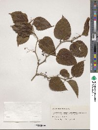 Smilax rotundifolia image