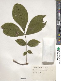 Carya alba image