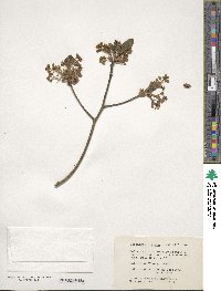 Sassafras albidum image