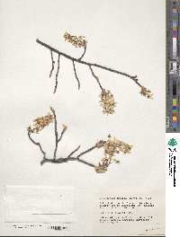 Amelanchier arborea image