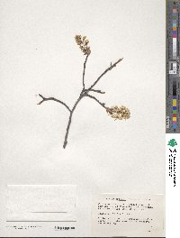 Amelanchier arborea image