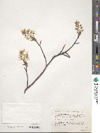 Amelanchier arborea image