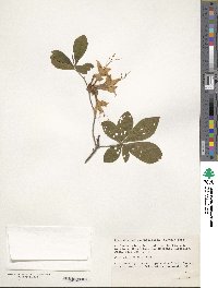 Rhododendron calendulaceum image