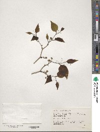 Smilax rotundifolia image