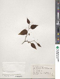 Smilax rotundifolia image