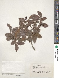 Vaccinium corymbosum image