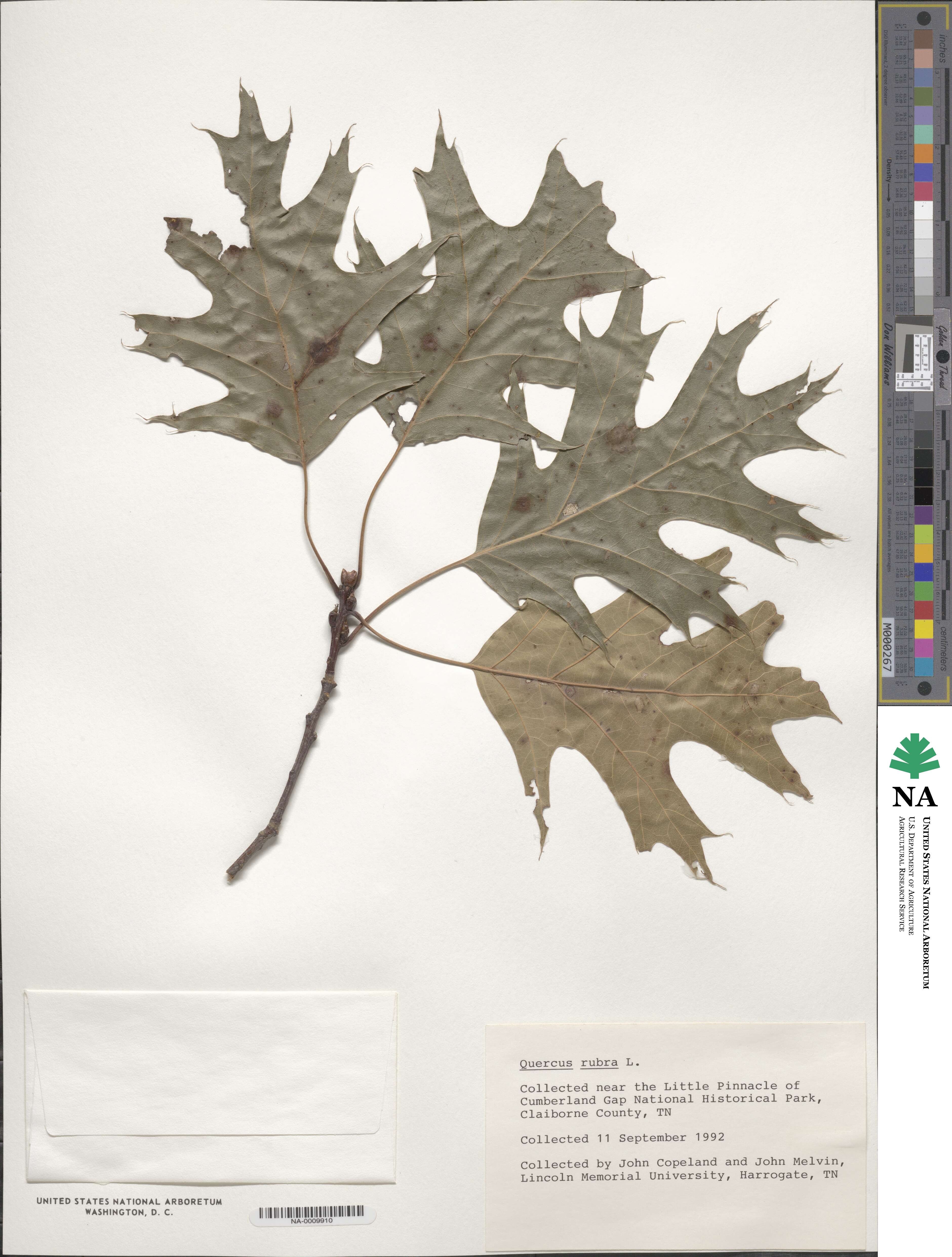 Quercus rubra image