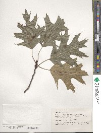 Quercus rubra image