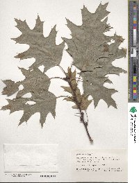 Quercus rubra image