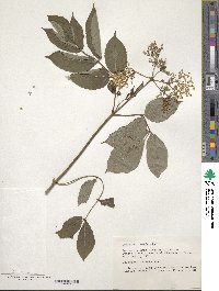 Sambucus canadensis image