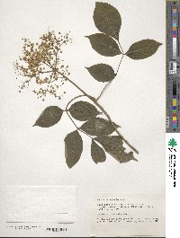 Sambucus canadensis image