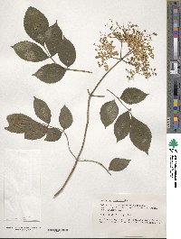 Sambucus canadensis image