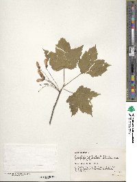 Acer rubrum image