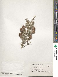 Tsuga canadensis image