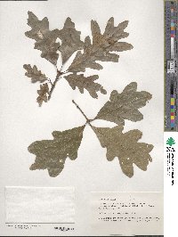 Quercus alba image