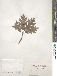 Quercus alba image