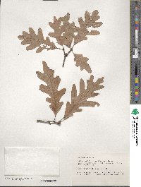 Quercus alba image