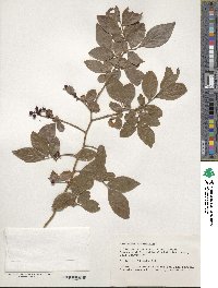 Vaccinium corymbosum image