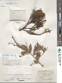 Dacrycarpus imbricatus var. robustus image