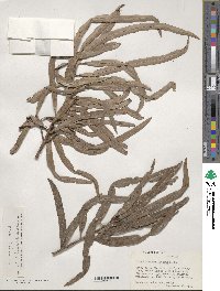 Podocarpus grayae image