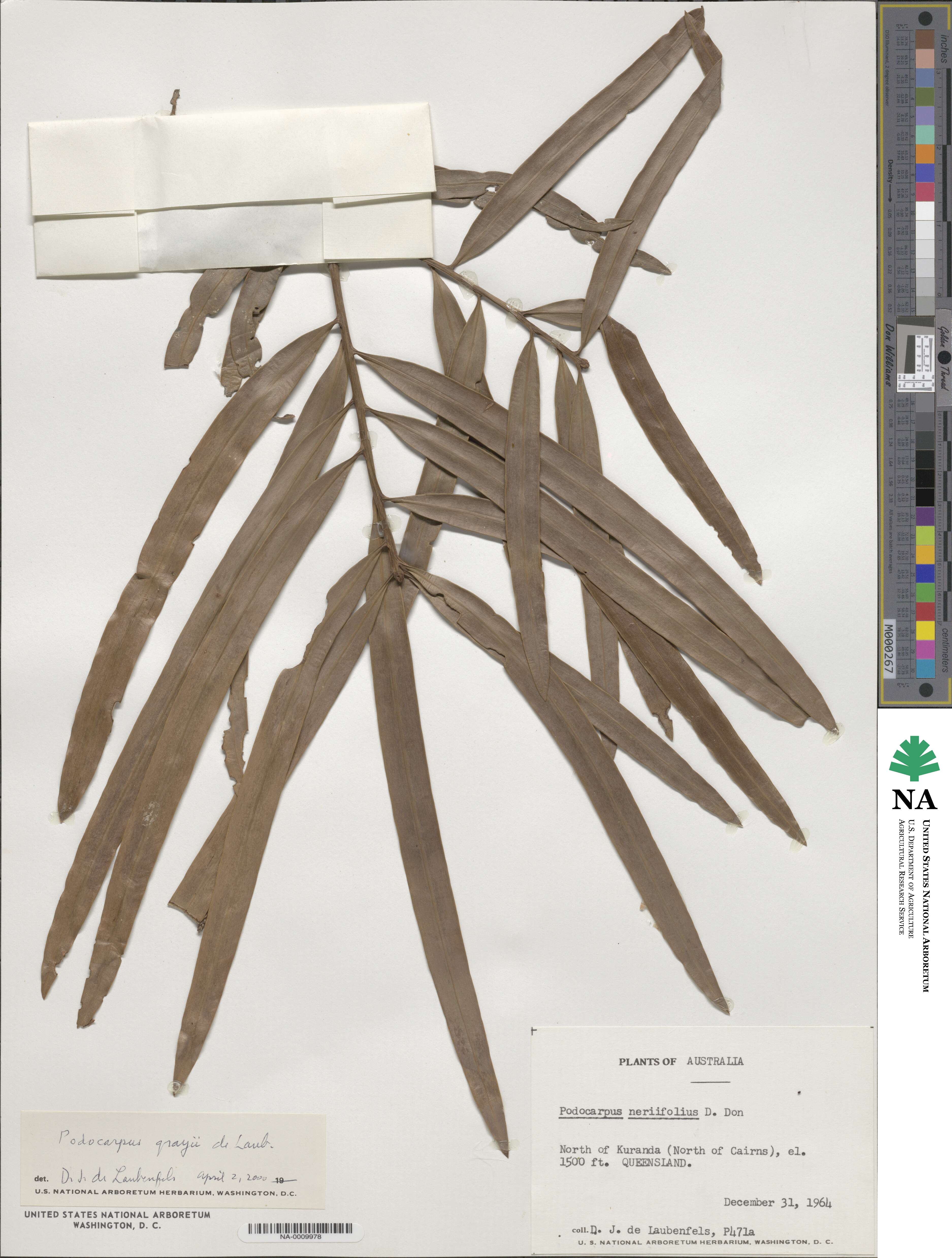 Podocarpus grayae image