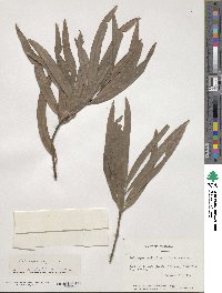 Podocarpus grayae image