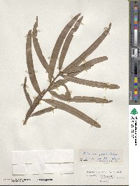 Podocarpus grayae image