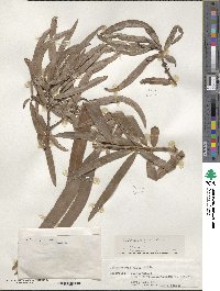 Podocarpus grayae image