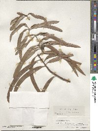 Podocarpus grayae image