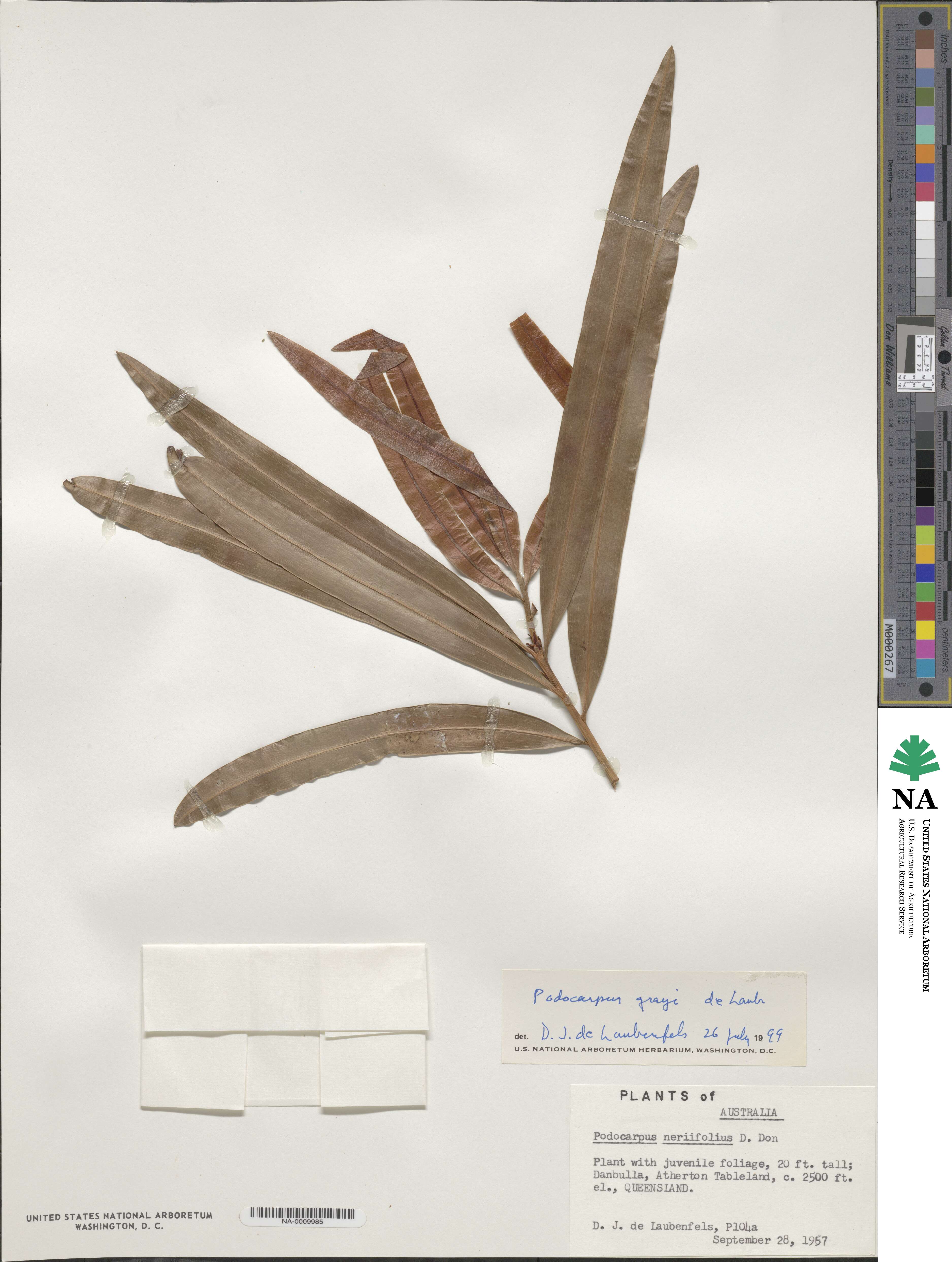 Podocarpus grayae image