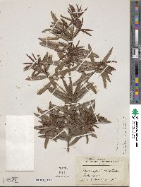 Podocarpus elatus image