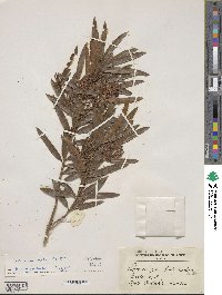 Podocarpus elatus image