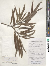 Podocarpus grayae image