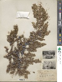 Juniperus communis image