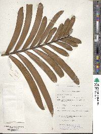 Image of Lepidozamia hopei