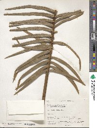 Image of Lepidozamia peroffskyana